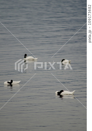 Black-necked swans. Black-necked swans. 109173682