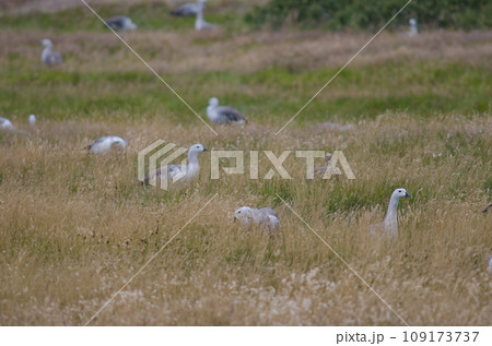 Males Upland Geese. Males Upland Geese. 109173737