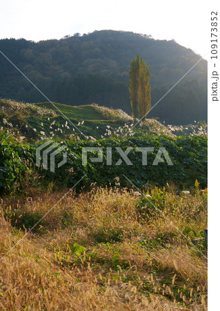 里山の秋 109173852