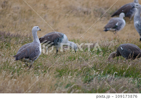 Upland geese. Upland geese. 109173876