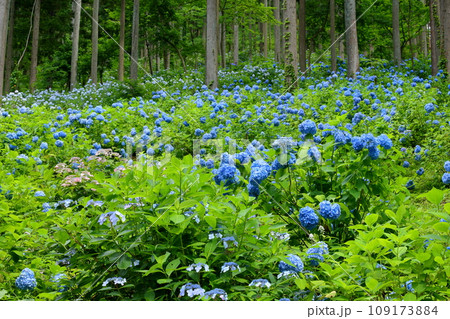 岩手県一関市舞川原沢 みちのくあじさい園 森の木々の間を埋めるヒメアジサイなどの紫陽花の群生 岩手県一関市舞川原沢 みちのくあじさい園 森の木々の間を埋めるヒメアジサイなどの紫陽花の群生 109173884