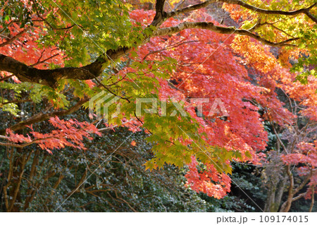 詩仙堂の紅葉 詩仙堂の紅葉 109174015