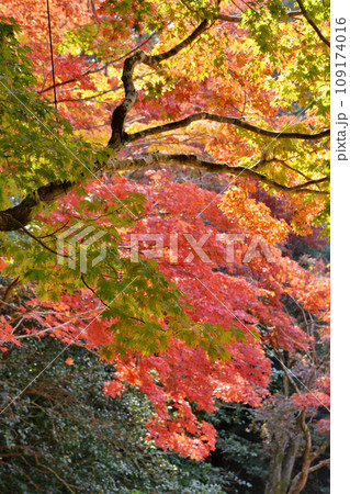 詩仙堂の紅葉 109174016