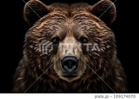 Front view of brown bear isolated on black background. Portrait of Kamchatka bear (Ursus arctos beringianus) 109174070