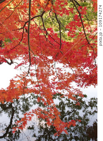 薦神社の紅葉 109174274