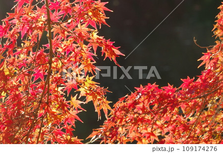 薦神社の紅葉 109174276