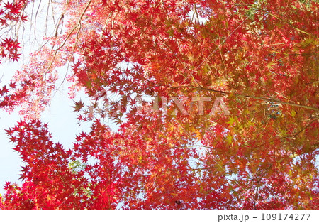 薦神社の紅葉 109174277