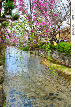 京都 祇園白川の美しい桜と春の風景(京都府京都市) 京都 祇園白川の美しい桜と春の風景(京都府京都市) 109174322