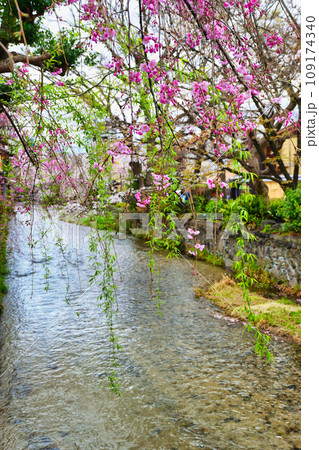京都 祇園白川の美しい桜と春の風景（京都府京都市） 109174340