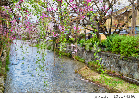 京都 祇園白川の美しい桜と春の風景（京都府京都市） 109174366