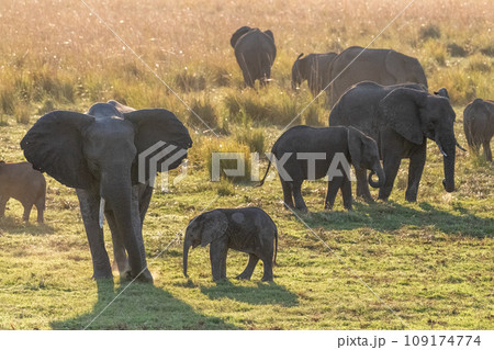 African Elephant in Chobe National Park African Elephant in Chobe National Park 109174774