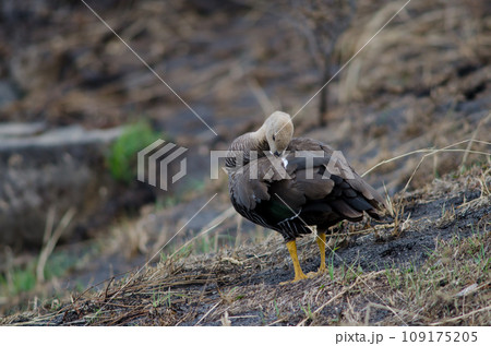 Female upland goose preening.  109175205