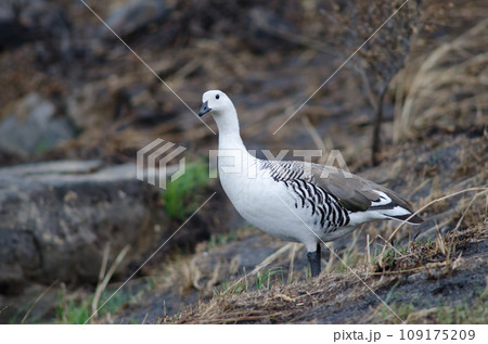 Male upland goose. 109175209