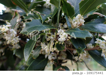 白く小さなヒイラギの花 白く小さなヒイラギの花 109175441