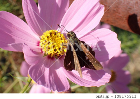 ピンク色のコスモスの蜜を吸うチャバネセセリ ピンク色のコスモスの蜜を吸うチャバネセセリ 109175513