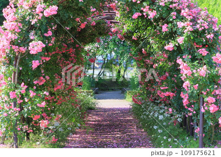 薔薇のある道 109175621