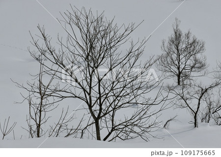 分厚く積もった冷たい雪の下から延びている葉が全て落ちた木々たち 109175665
