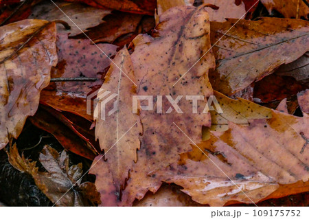 八幡平の飴色のクヌギの枯葉 109175752