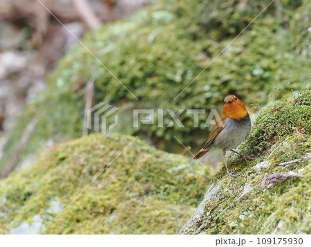 コマドリ 109175930