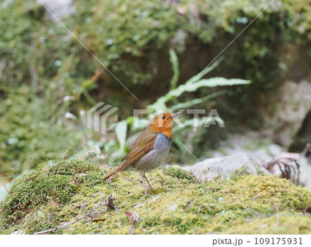 コマドリ 109175931