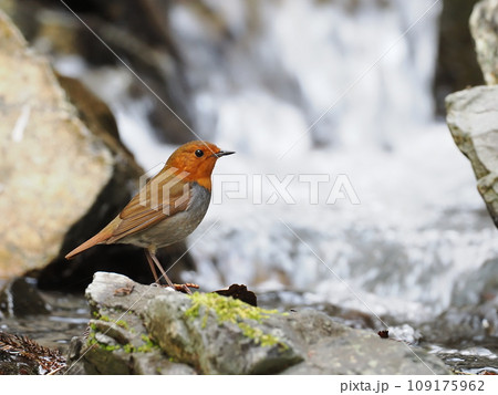 コマドリ コマドリ 109175962