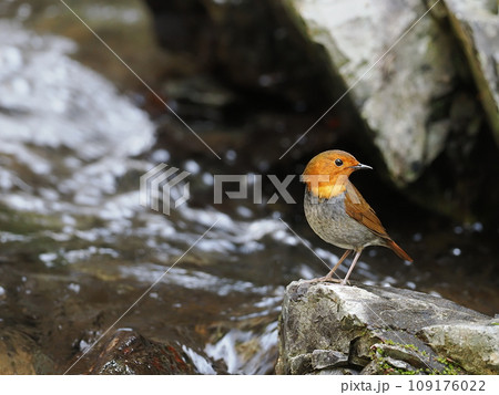 コマドリ 109176022