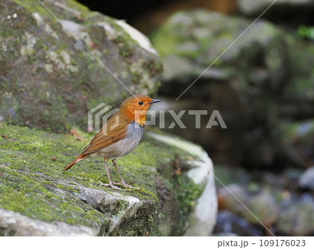 コマドリ 109176023