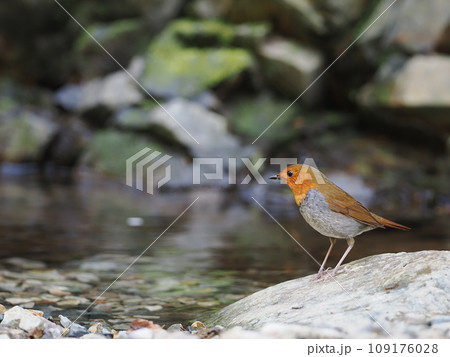 コマドリ 109176028