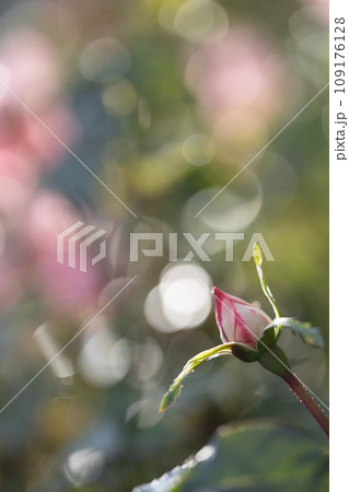 玉ボケ背景のピンクのバラの花 109176128