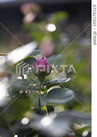 玉ボケ背景のピンクのバラの花 玉ボケ背景のピンクのバラの花 109176129
