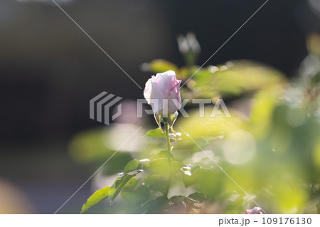 玉ボケ背景のピンクのバラの花 109176130