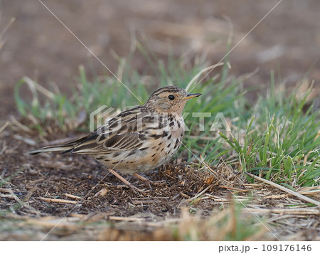 ムネアカタヒバリ 109176146