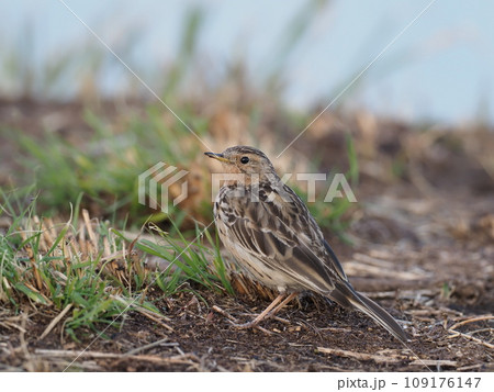 ムネアカタヒバリ 109176147