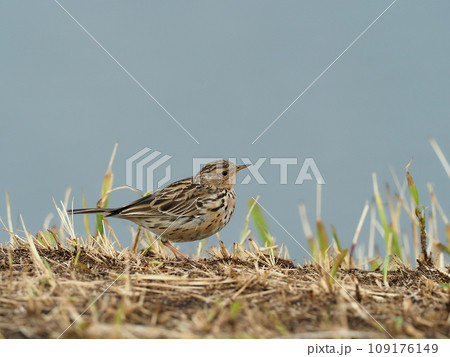 ムネアカタヒバリ 109176149