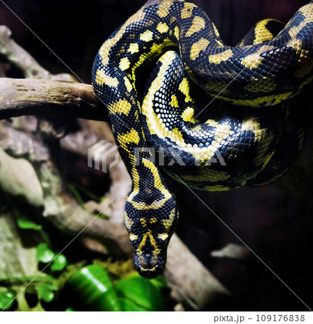 big snake 109176838
