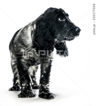 English cocker spaniel English cocker spaniel 109177008