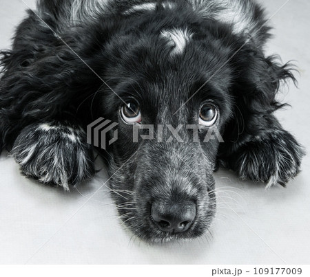 english cocker spaniel 109177009