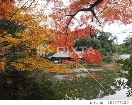 浄瑠璃寺本堂の紅葉 浄瑠璃寺本堂の紅葉 109177129