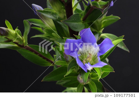 黒背景に青紫のリンドウの花 黒背景に青紫のリンドウの花 109177501