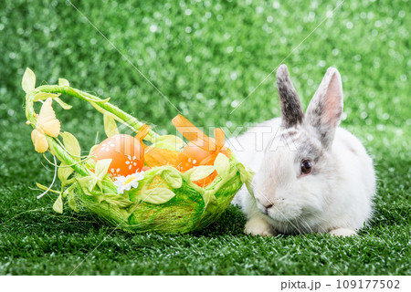 rabbit on the grass rabbit on the grass 109177502