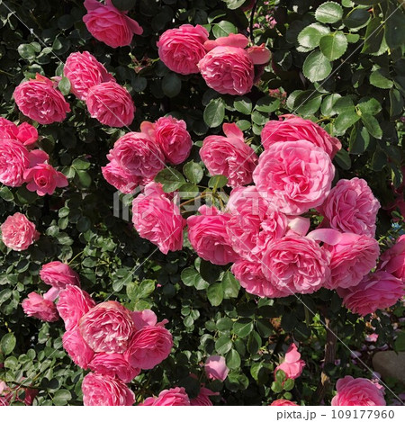 春のバラ園にてピンクの薔薇を愛でる 109177960