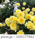 明るい黄色を灯すバラ 109177962