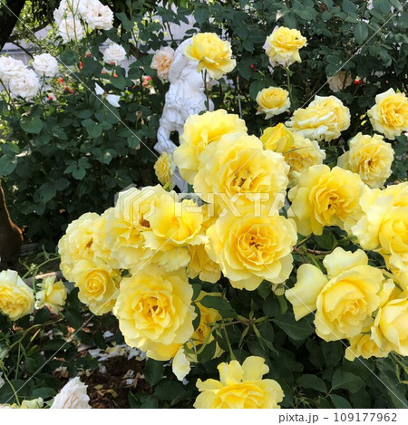 明るい黄色を灯すバラ 109177962