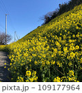 青空の下、愛媛の菜の花畑にて 109177964