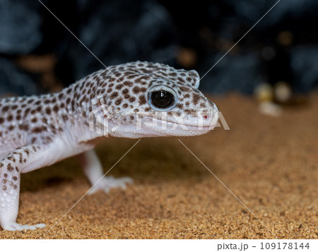 ヒョウモントカゲモドキのアップ 109178144