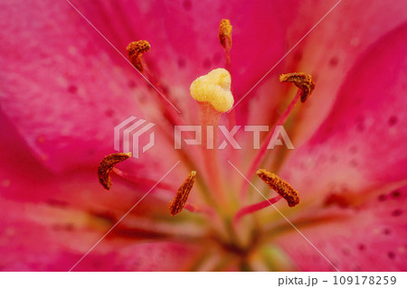 pink lily close up 109178259