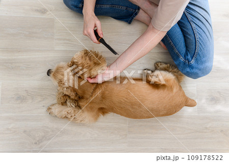 A young woman combs her dog. A young woman combs her dog. 109178522