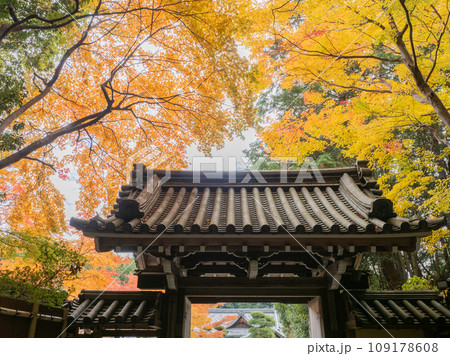 円照寺の紅葉 円照寺の紅葉 109178608