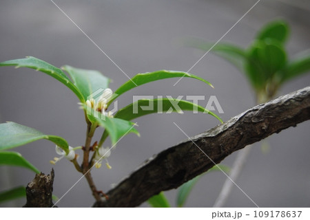 柊の葉と花 109178637