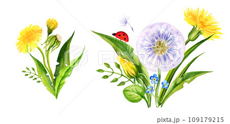 set of watercolor bouquet with summer field flowers, hand draw round frame of yellow dandelions and blow balls, leaves, herbs, butterfly on white background 109179215